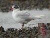 Mediterranean Gull at Southend Seafront (Steve Arlow) (96425 bytes)